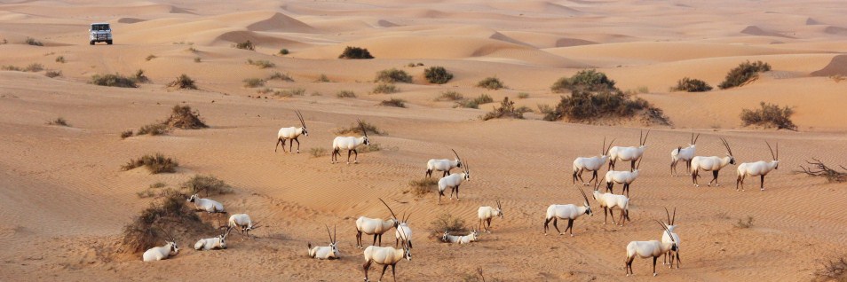 G-and-Oryx