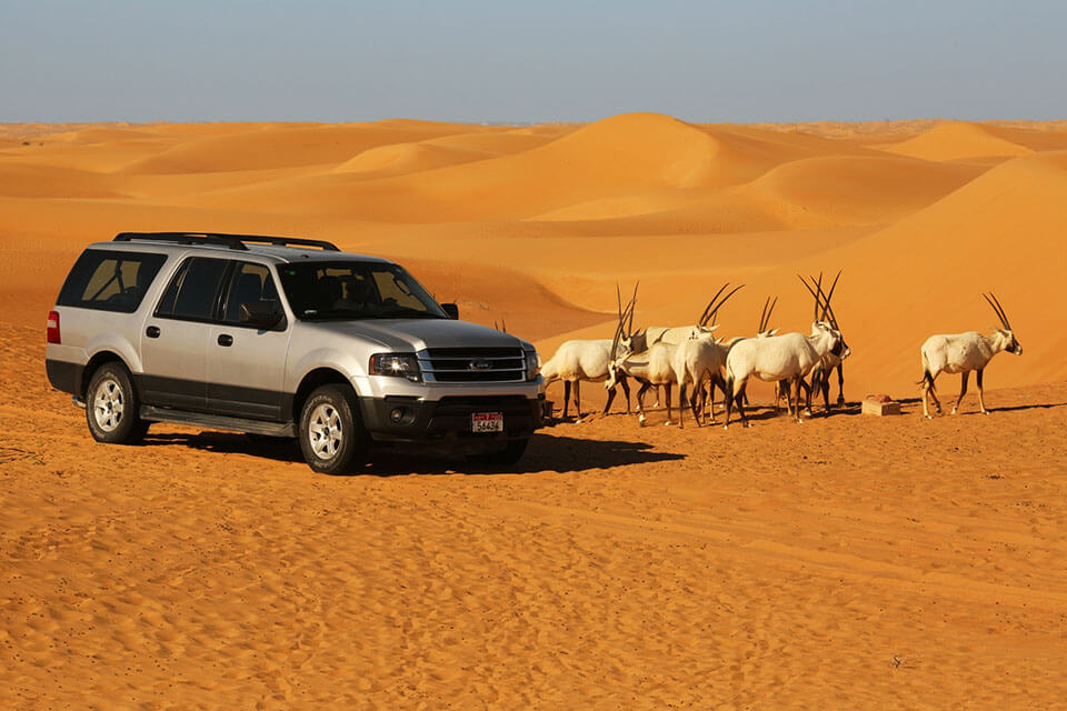 A Desert Safari in Dubai in Summer is not too hot