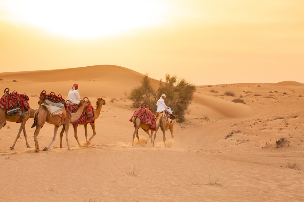 Treatment of Camels on Dubai Desert Safaris