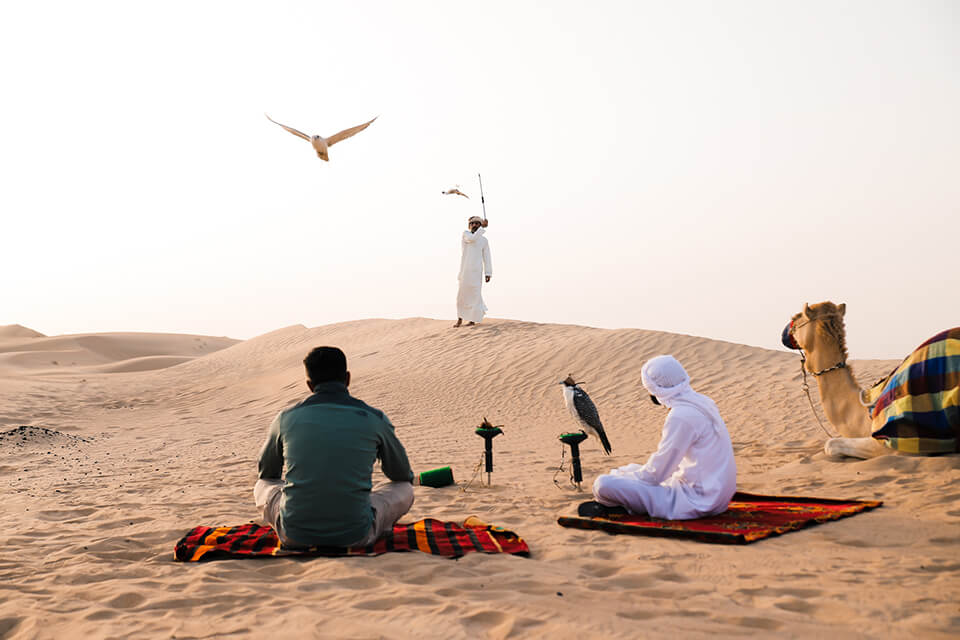 Dubai Falcon Shows – Everything you need to know