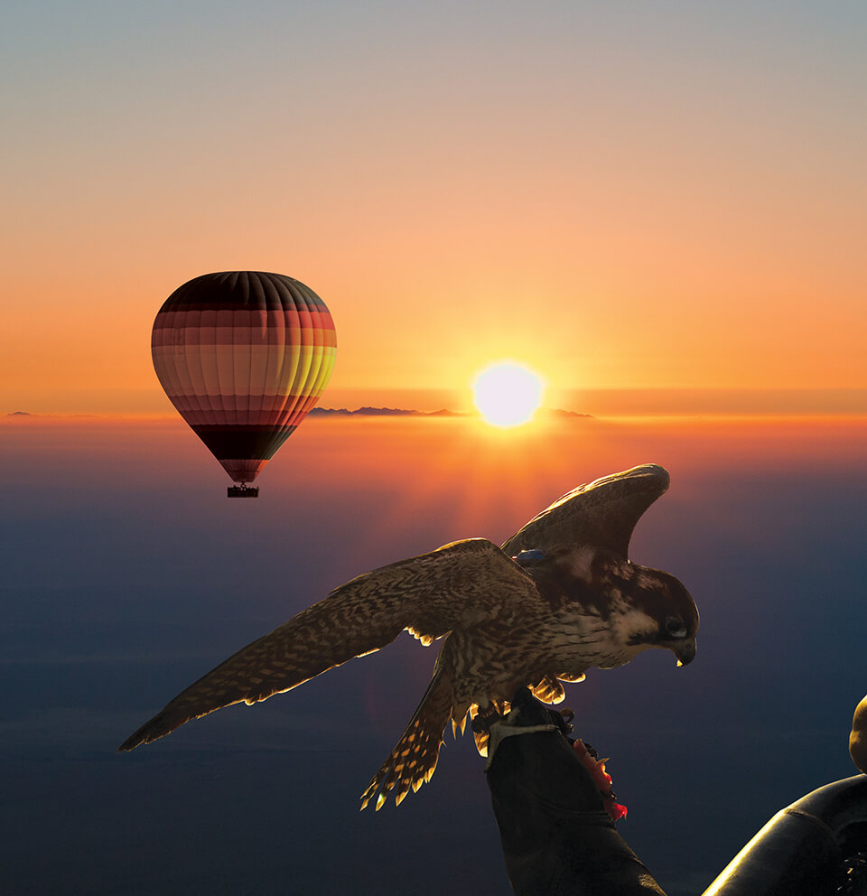 Dubai Falcon Shows – Everything you need to know