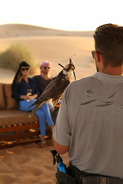 Dubai Falcon Shows – Everything you need to know