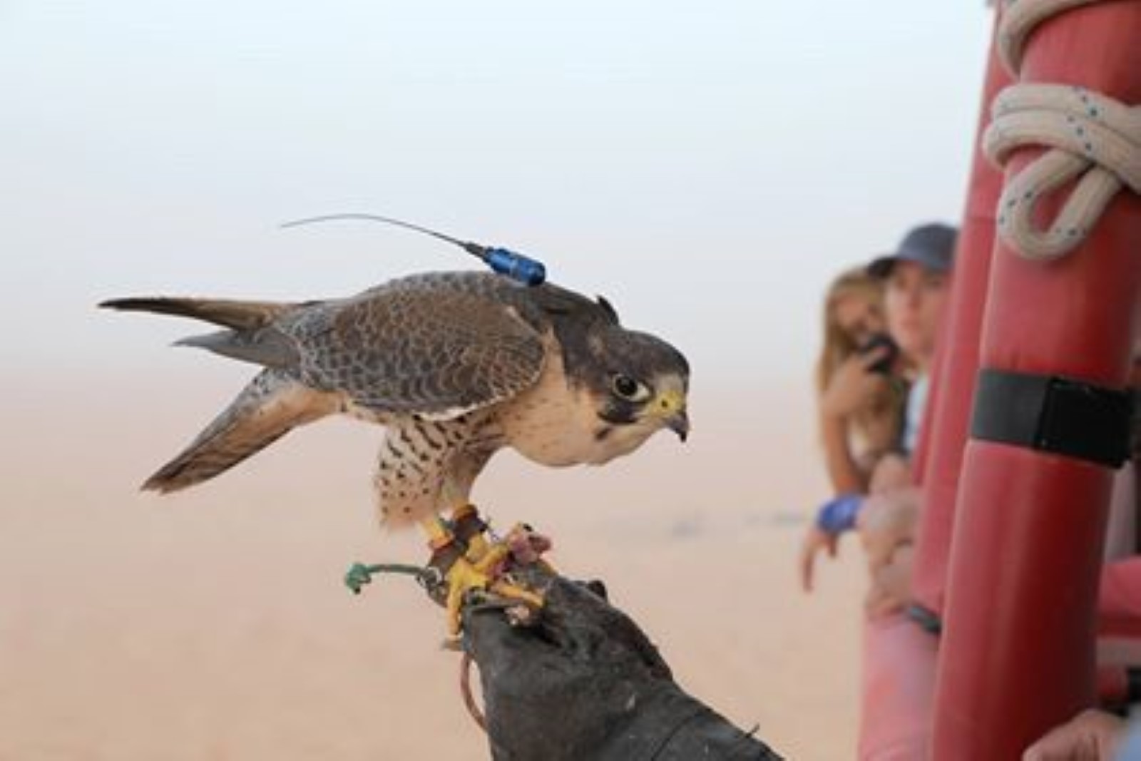 Ethical Falcon Shows in Dubai