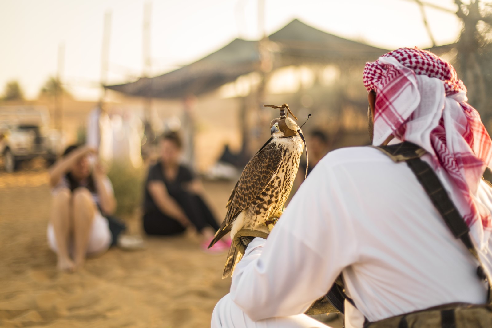 Ethical Falcon Shows in Dubai
